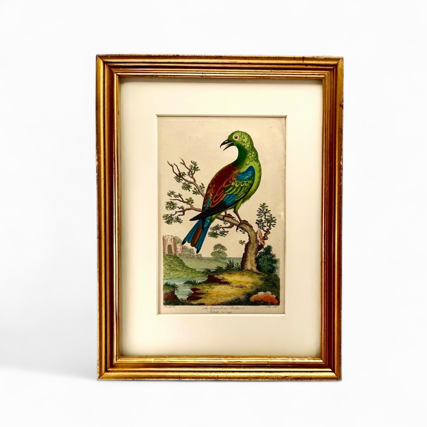 Antique hand colored engraving “Linnaeus - Garrulous Roller”