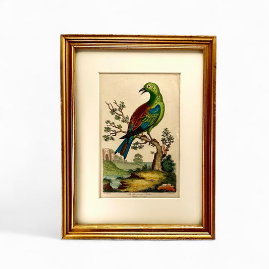 Antique hand colored engraving “Linnaeus - Garrulous Roller”