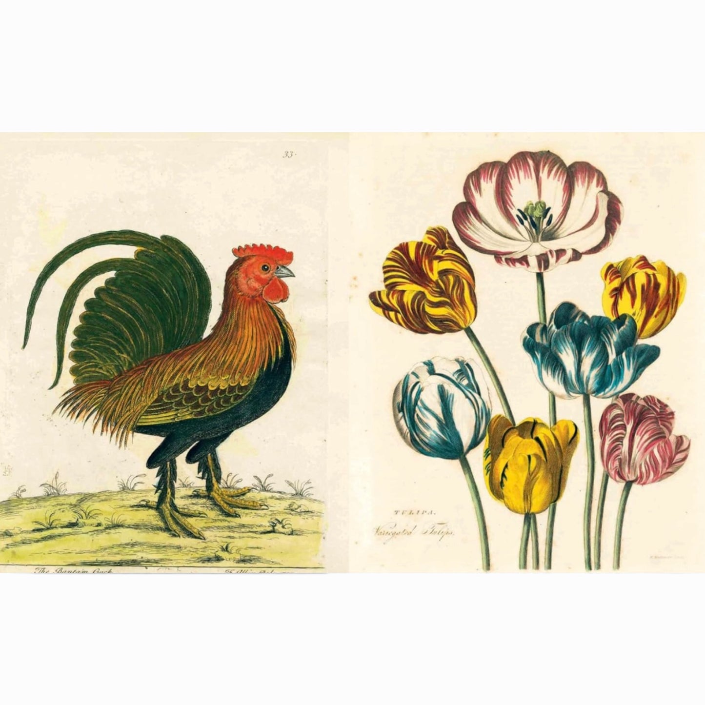JOHN DERIAN PICTURE BOOK