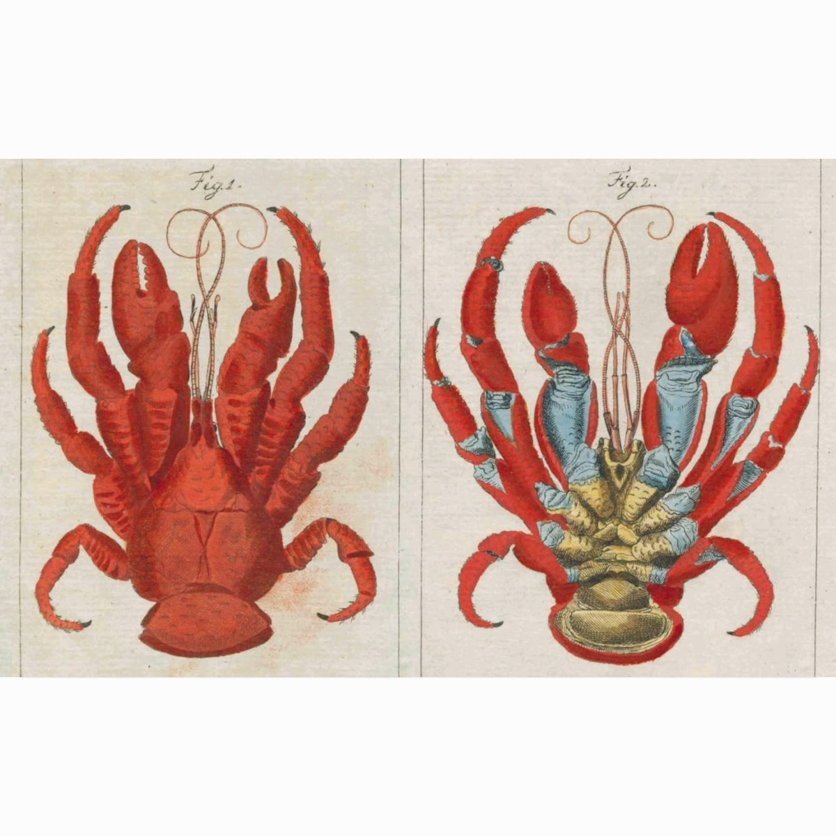 JOHN DERIAN PICTURE BOOK