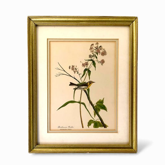 Vintage framed Blackburnian Walbler print
