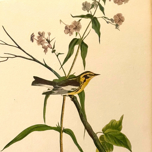 Vintage framed Blackburnian Walbler print